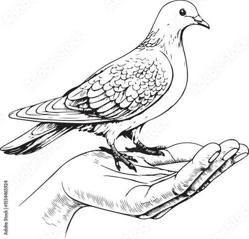Pigeon Bird Sitting on Hand, Feeding Pigeons, Vector Illustration, Sketch Drawing Line Linear Symbol Icon Engraving Coloring Book, Hand-drawn Black and White Isolated