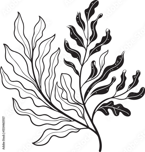 Seaweed Vector Illustration, Sketch Drawing Line Linear Symbol Icon Engraving Coloring Book, Hand-drawn Black and White Isolated