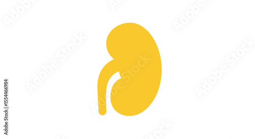 Minimalist kidney vector illustration for medical design and education in flat style