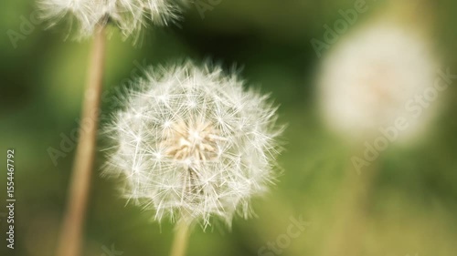 Macro view of a fragile dandelion against a soft green background.