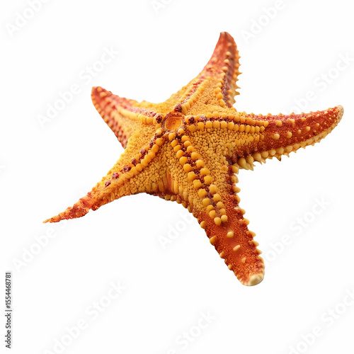 Stunning Starfish: Ocean Life Photography -  Marine Animal Close-Up