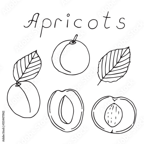Apricots doodle set hand drawing vector illustration
