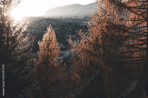 golden hour in the swiss forest with foliage on a november day