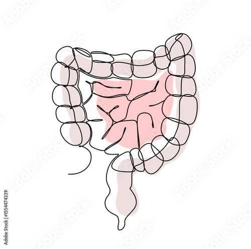 Intestine on a white background. Human organ in Line art style. Vector.