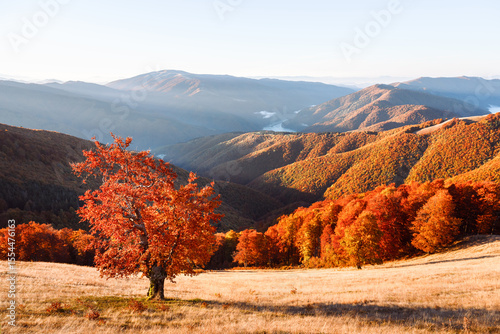 Solitary beech tree glows in warm sunset above autumn woods in mountainous terrain. Scenic mountains scene captured with rich colors and evening fall mood