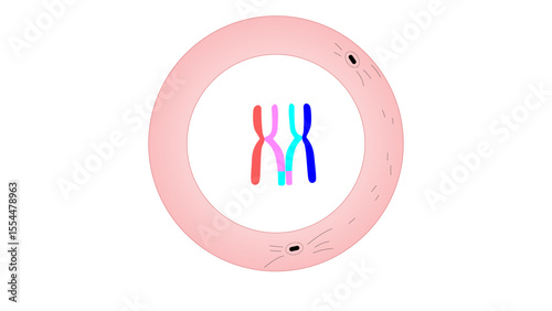 The image shows homologous chromosomes during late Prophase I, where segments of genetic material have been exchanged between chromatids through crossing over, leading to genetic recombination
