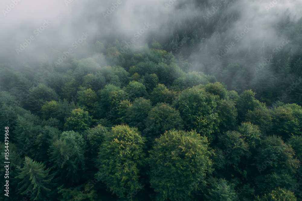 Fototapeta premium Aerial view of dense forest in fog