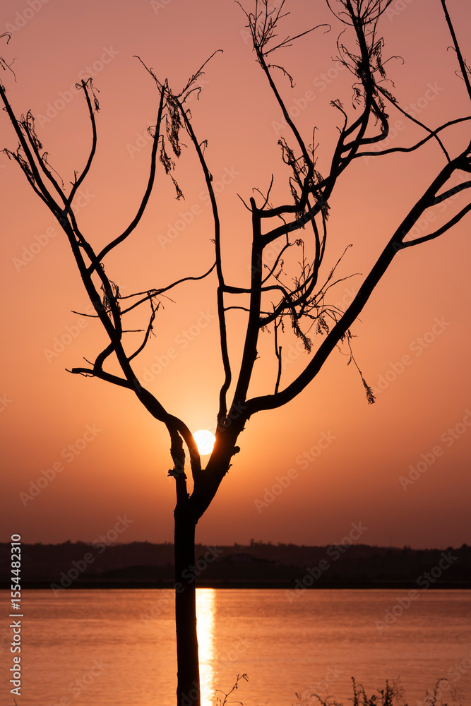 Fototapeta premium Silueta de un árbol pelado al atardecer