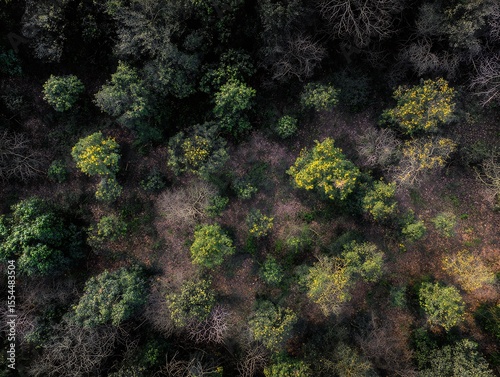 Aerial view of diverse trees landscape