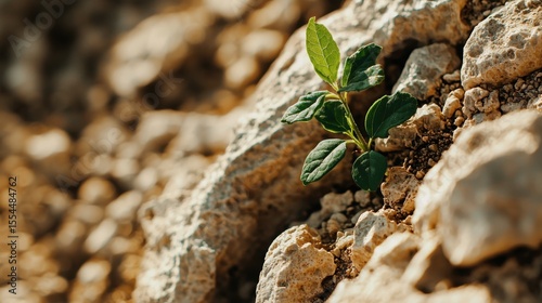 A small green plant grows resiliently from rocky, dry soil, symbolizing hope and perseverance amid harsh conditions.