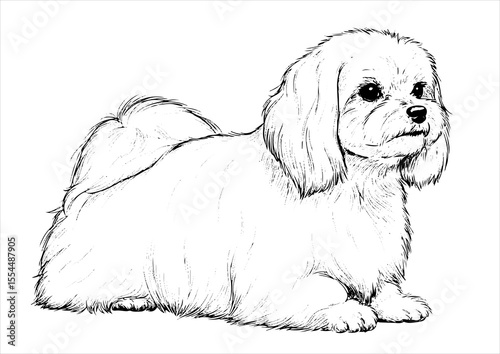 maltese dog pet portrait engraving intricate retro hand drawn style line art black and white vector illustration, isolated on white background