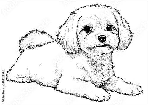 maltese dog pet portrait engraving intricate retro hand drawn style line art black and white vector illustration, isolated on white background