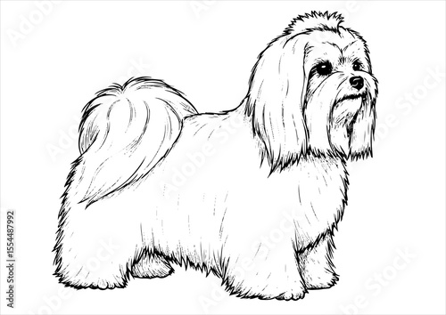 maltese dog pet portrait engraving intricate retro hand drawn style line art black and white vector illustration, isolated on white background