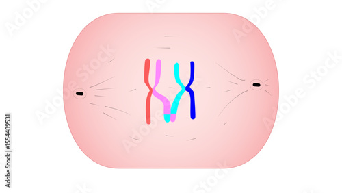 This image represents the Metaphase I stage of Meiosis I.