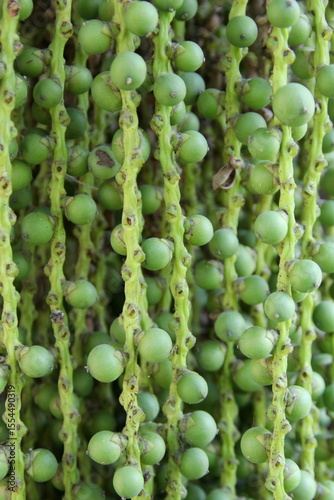 Close up green fuits Caryota urens on bunch in Thailand. Another name Fishtail palm, Burmese fishtail palm, Clushtered fishtail palm, Common fishtail palm.