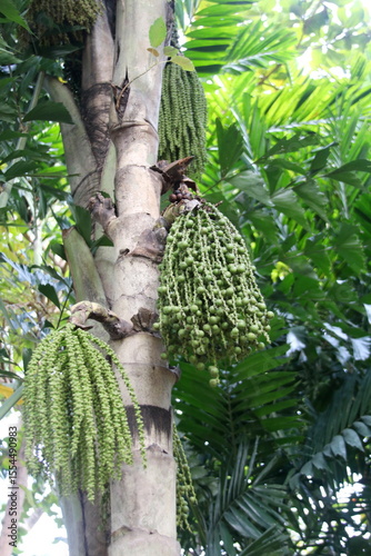 Green fruits Caryota urens or Fishtail palm hanging on bunch and trunk in Thailand. Another name is Burmese fishtail palm, Clustered fishtail palm, Tufted fishtail palm.