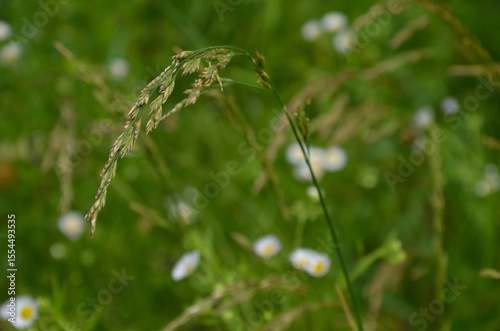 poa, trivialis