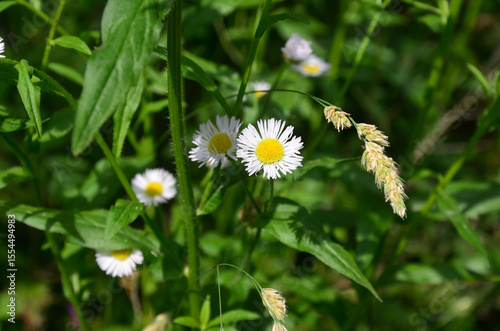 Fototapeta Naklejka Na Ścianę i Meble -  white flowers in the meadow