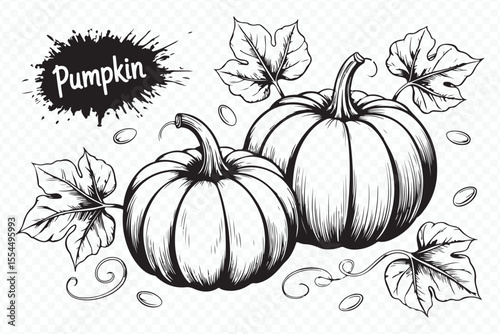 intricate pumpkin outline engraving vector art with leaves and seeds for harvest festival and holiday projects