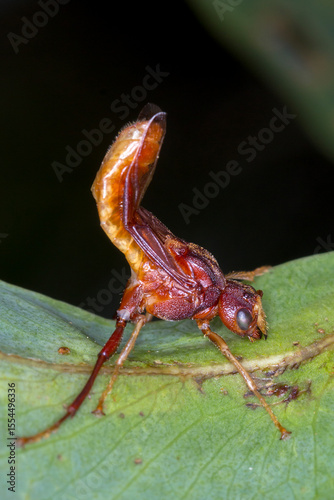 Rust-Coloured Sawfly (Pseudoperga ferruginea) - Defensive Pose with Raised Abdomen on Eucalyptus Leaf
