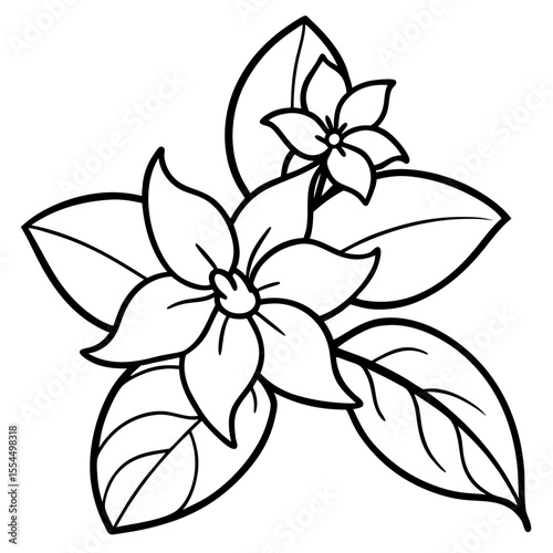Jasmine line art vector