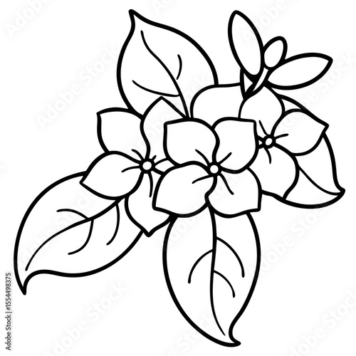 Jasmine line art vector