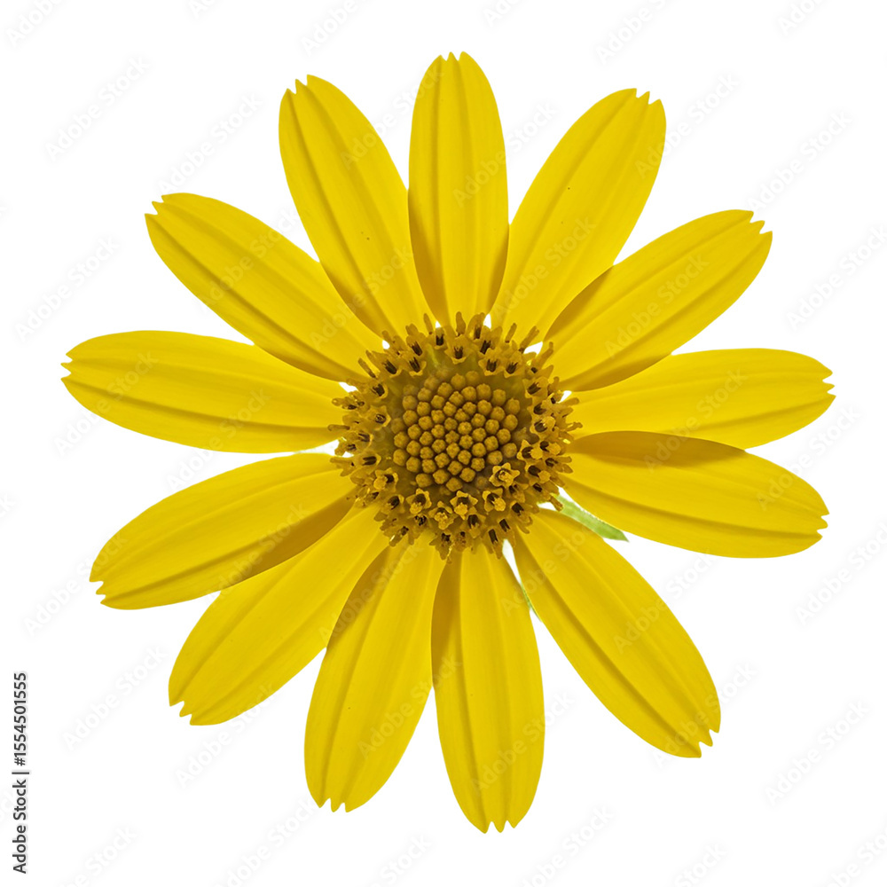 Obraz premium Vibrant Yellow Daisy Perfect Floral Element for Designs