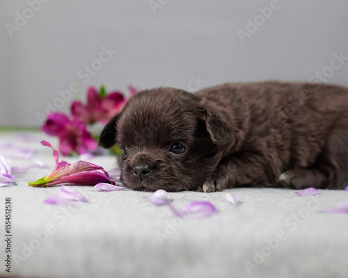 Chocolate puppy lying low among scattered purple petals with soft focus flowers behind on gray background for commercial pet advertising use
