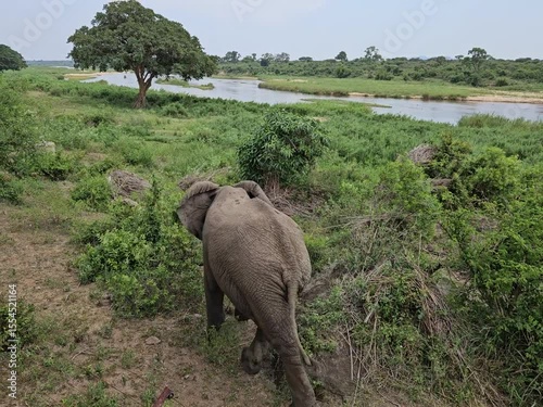 Large elephant is walking through a field of grass. The elephant is eating some grass. The grass is green and tall during safari in park with river in South Africa