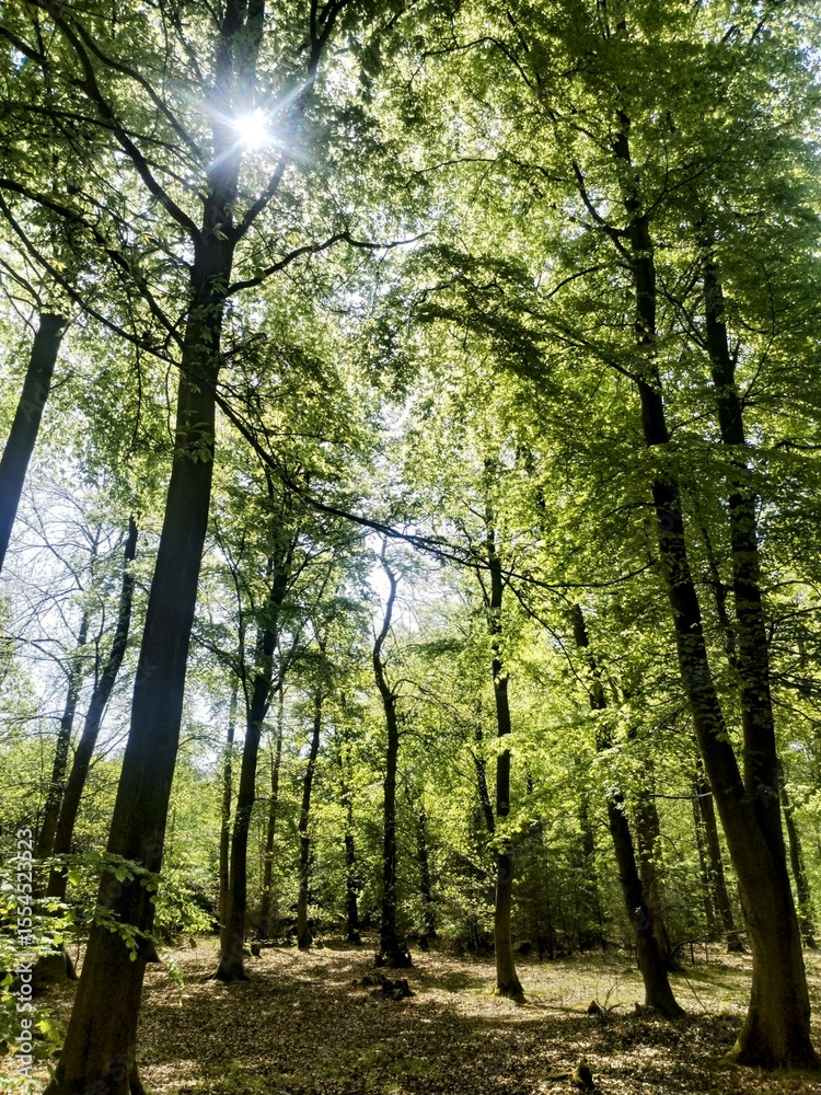Fototapeta premium trees in the forest Thetford Suffolk 