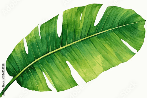 Monsoon’s Waxed Canvas banana leaf isolated watercolor vector illustration svg