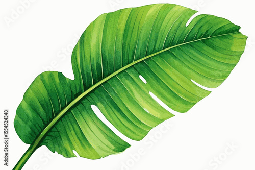 Jungle Blessing Unfurl banana leaf isolated watercolor vector illustration svg