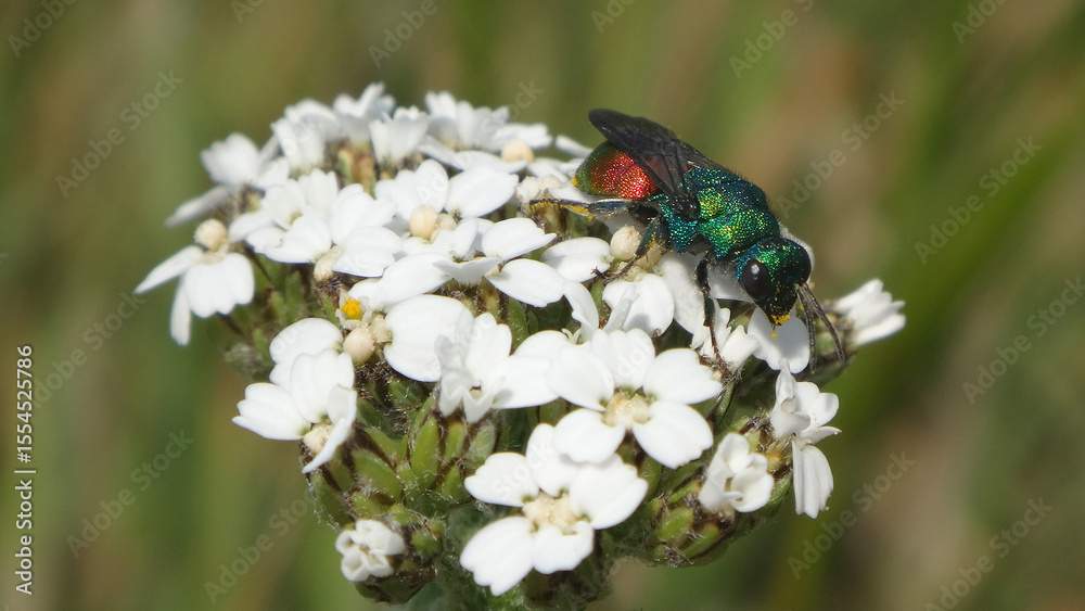 Fototapeta premium Ruby-tailed wasp (Chrysis sp.) foraging on yarrow flowers