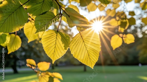 Bright Green Leaves Sunlight Tree Branch in Park During Golden Hour