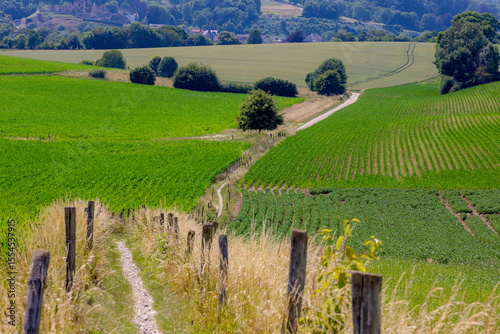 Terrain of hilly countryside in Zuid-Limburg, Agriculture and farmland with young Maize or Corn plants, Barley (gerst) Hordeum vulgare or Wheat and Potatoes, Limburg province, Valkenburg, Netherlands.