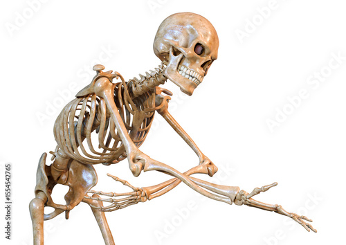 3D Rendering Human Skeleton on White