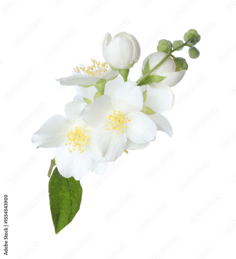 Obraz premium Branch with beautiful jasmine flowers isolated on white