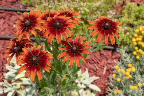 Photos A closeup shot of Rudbeckia cherry brandy flowers with green leaves in the field