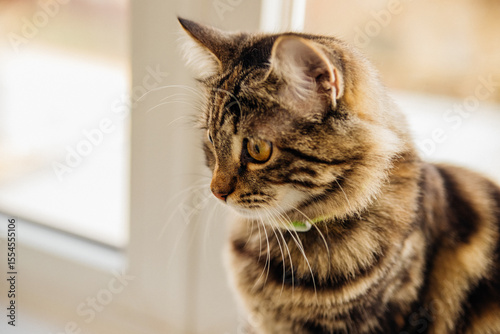 A striped cat in a collar sits by the window and looks out with a curious and attentive expression on its face.