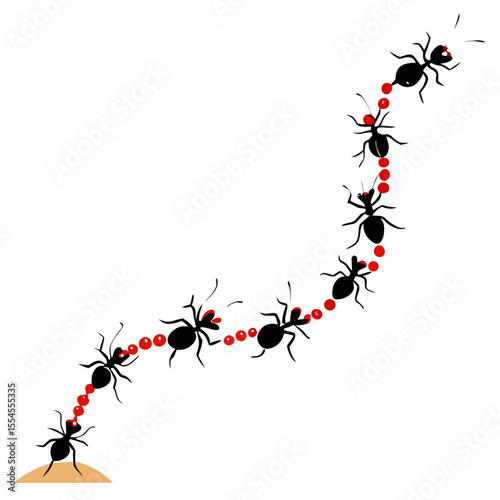ants on the ground
