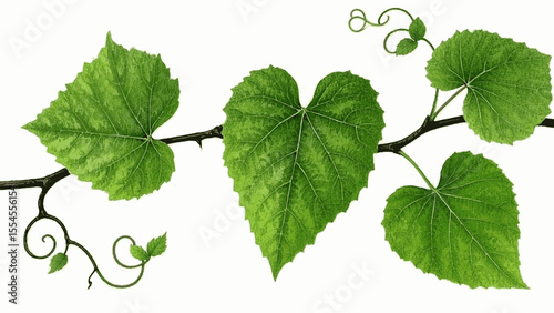 Emerald growth flow vine isolated watercolor vector illustration svg