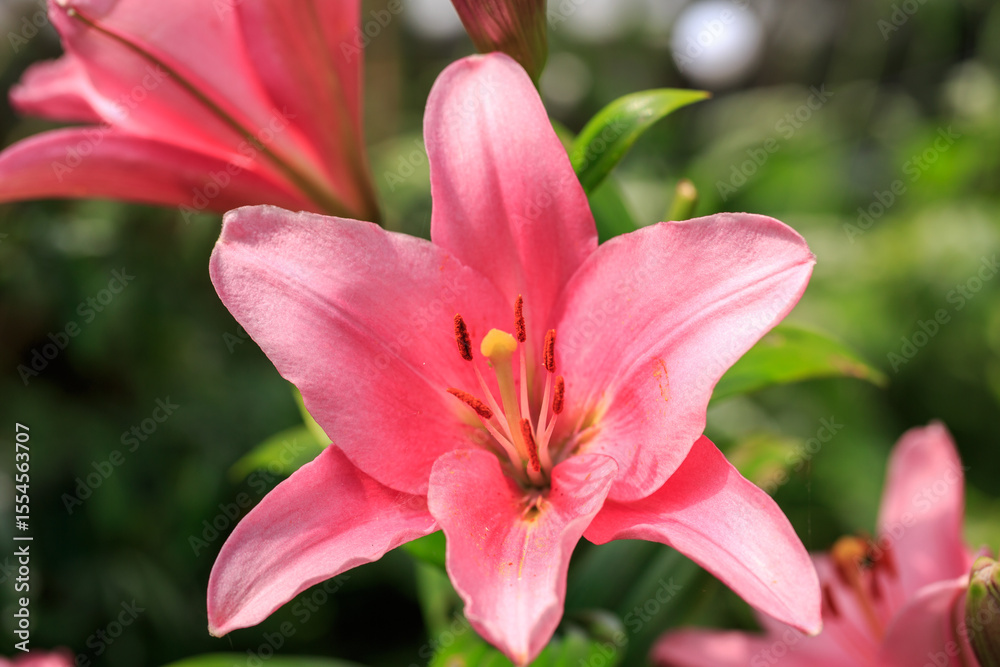 Fototapeta premium Pink Lily flower in full bloom against a natural blurred background. The sepal is full of yellow pollen, which is good for any passing bees