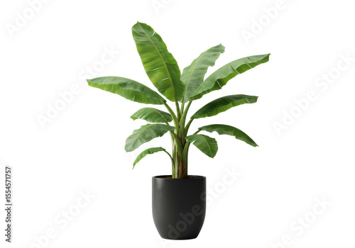 Isolated Banana Tree in Pot Indoor Decoration