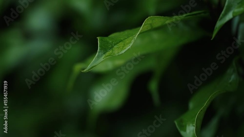 Close up water drop falling from a green leaf.