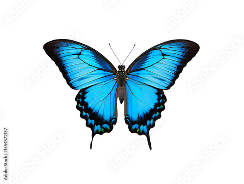 a blue butterfly with open wings on transparent background ,  no  background