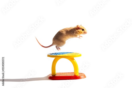 Adorable gerbil jumping over colorful stool on white background in a playful animal scene