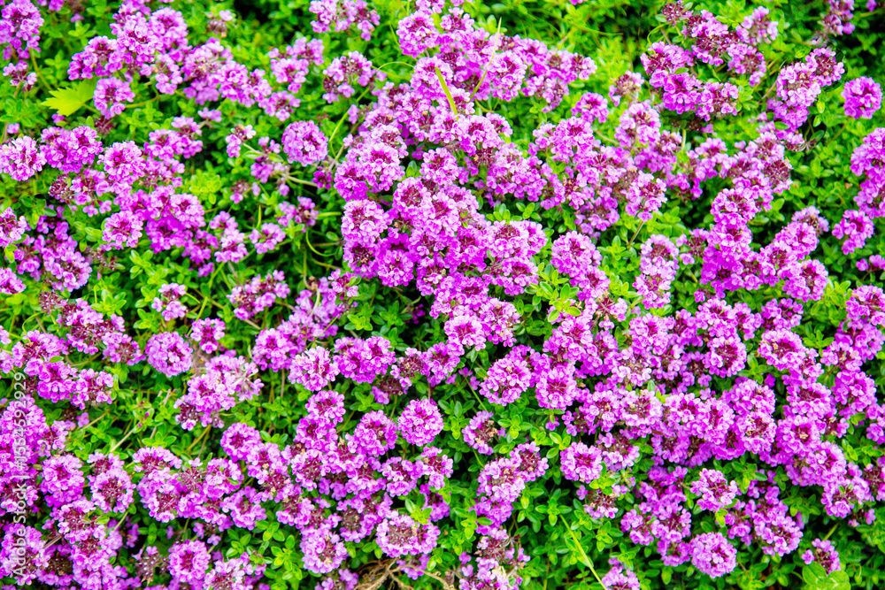 Fototapeta premium Glade background of beautiful white and pink flowers on a background of green grass. Nature, flora and flora.
