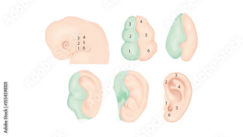 The external ear, or auricle, develops from six auricular hillocks that arise on the first and second pharyngeal arches during embryonic development.