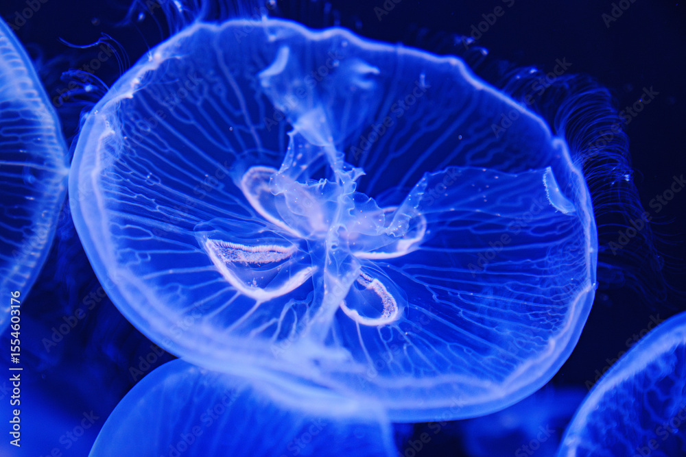 Fototapeta premium Eared aurelia, or eared jellyfish in the aquarium.