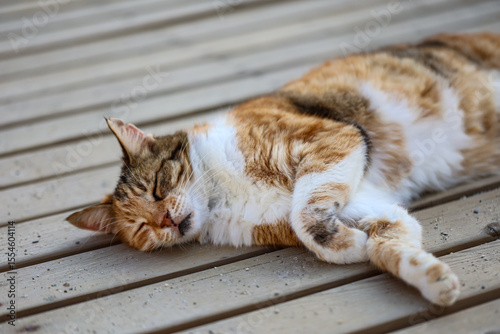 Portrait einer Katze.